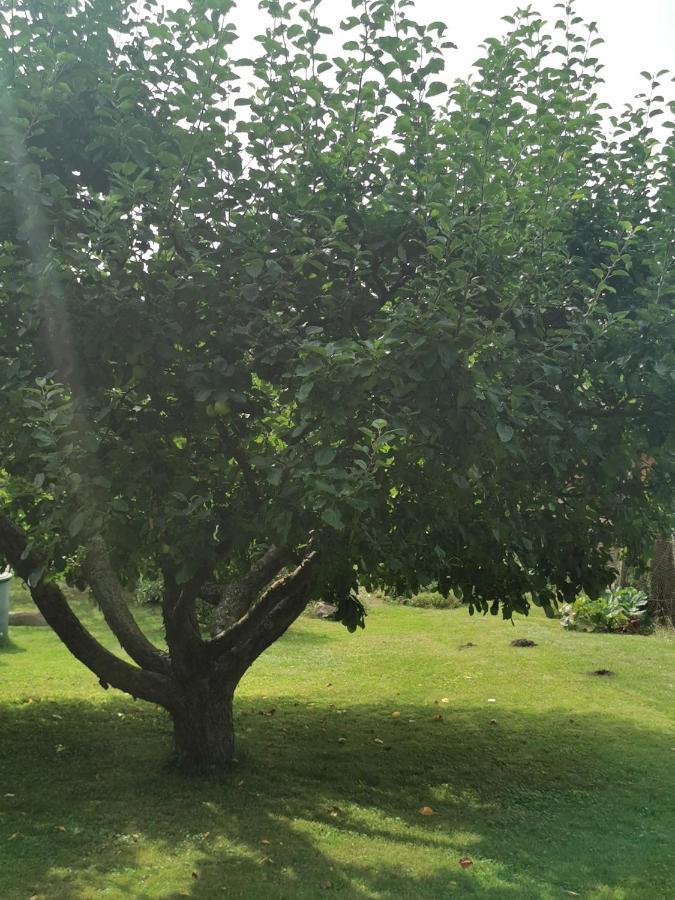 Pension Zum Park Goldberg Bagian luar foto